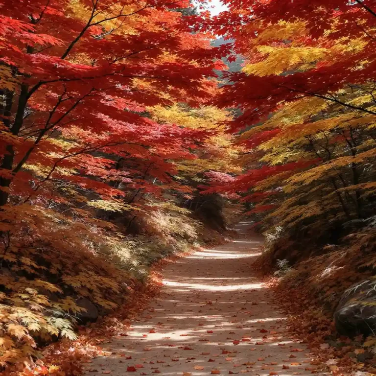 화려한-단풍-핀-길